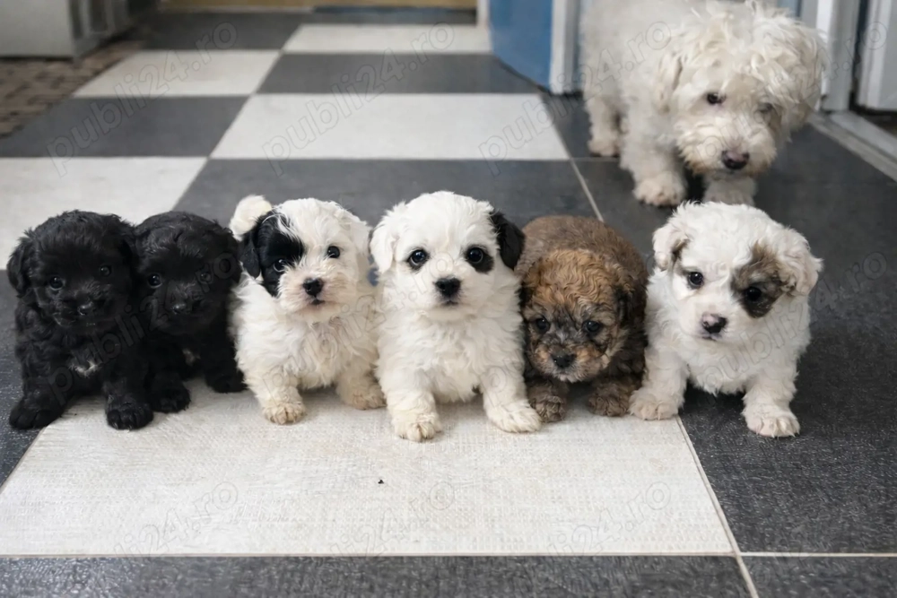 bichon maltez 400 lei 