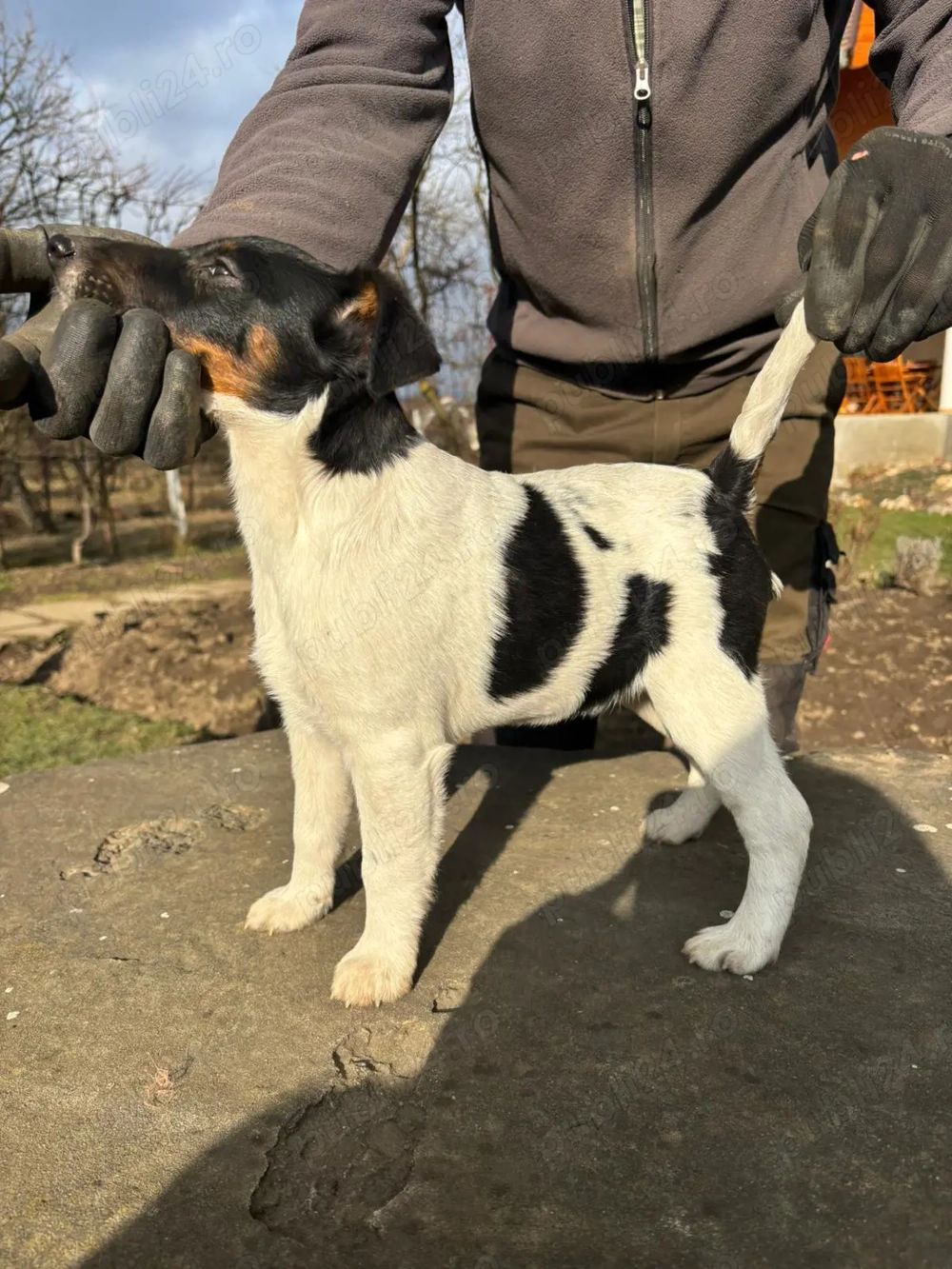 Catelusi Foxterrier Smooth