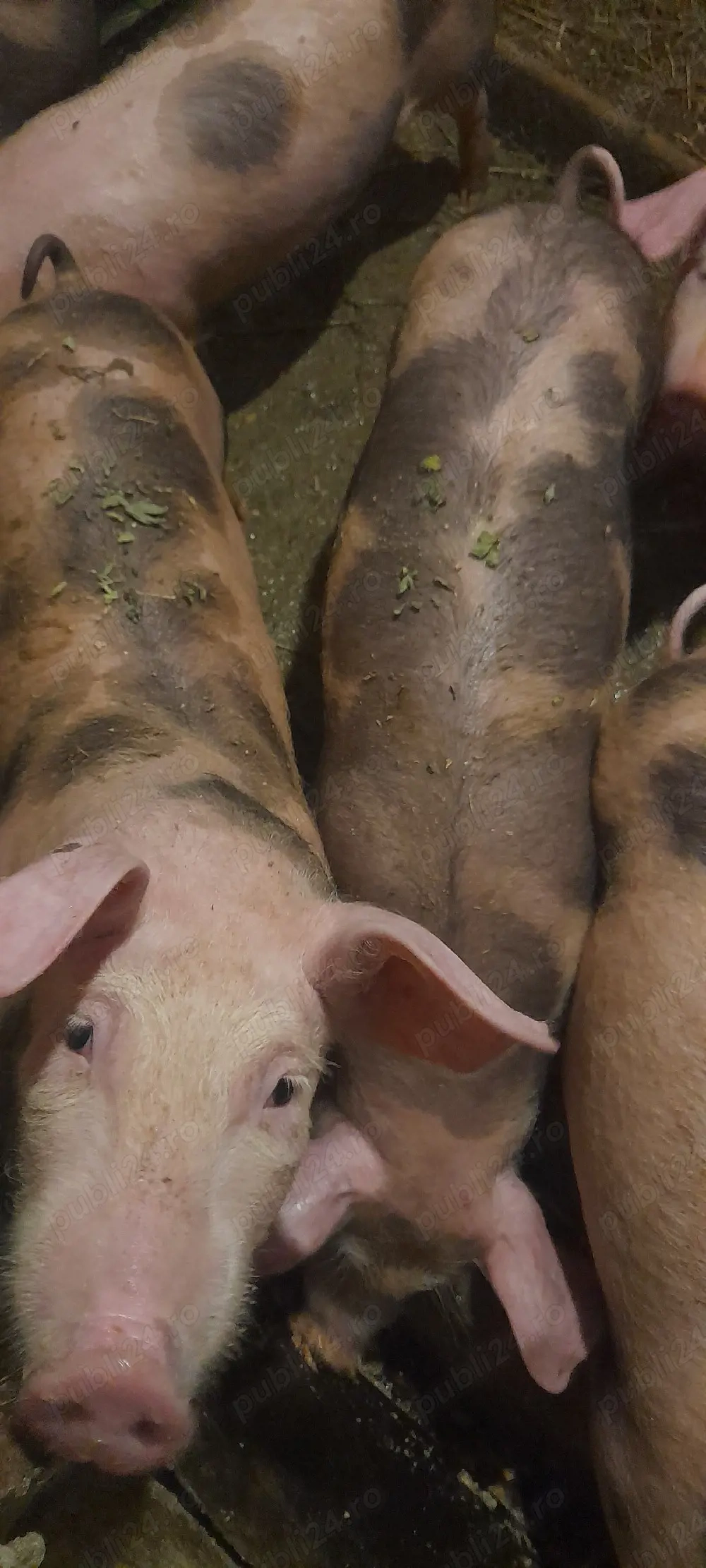 Vand purcei de 4-5 luni, aproximativ 35kg