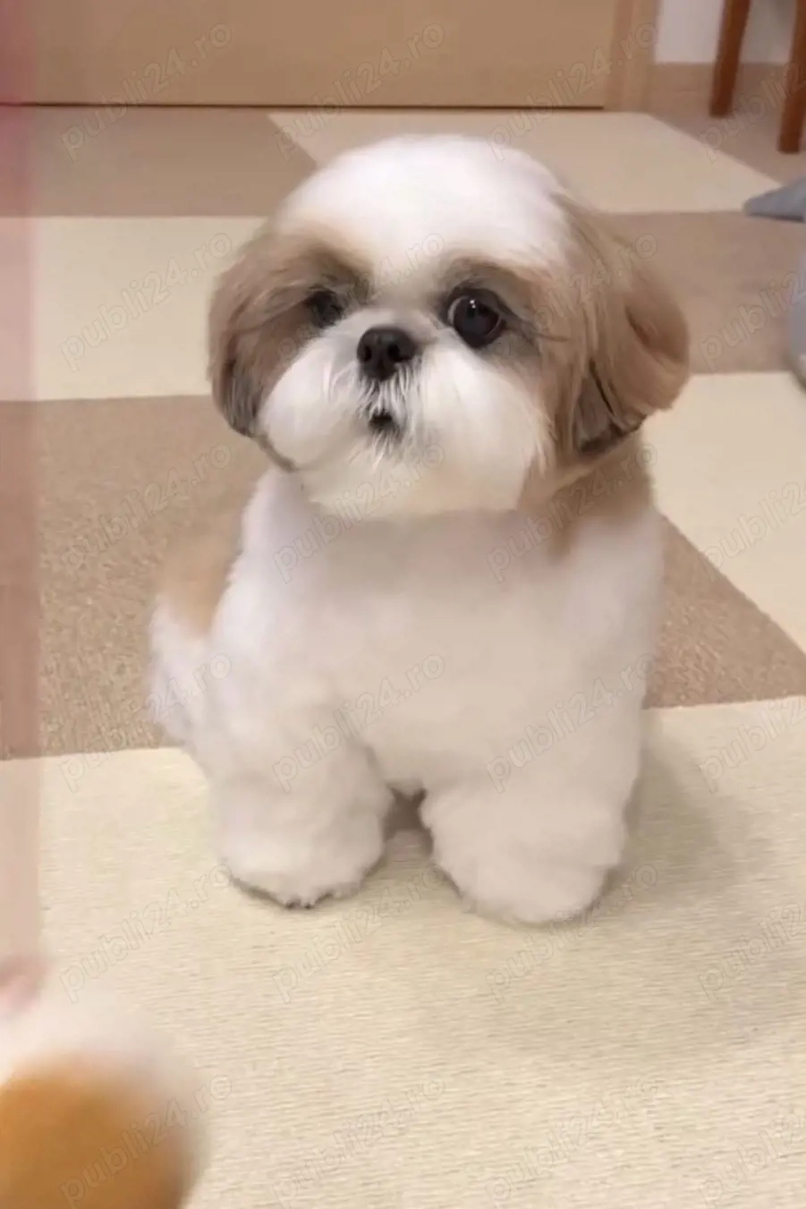 Catei Shih-Tzu MINI TOY Rasa Pura 