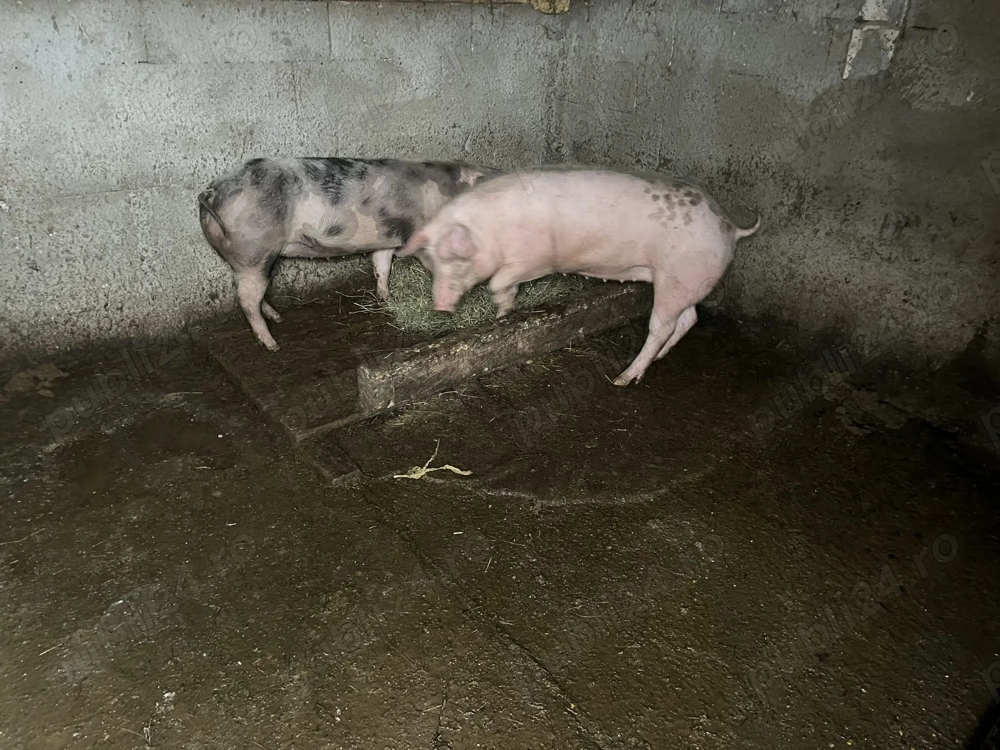 Porci de vânzare!! 80-90 de kg