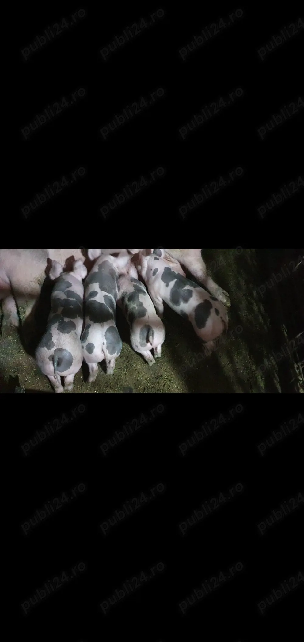 purcei petrean 7 saptamani