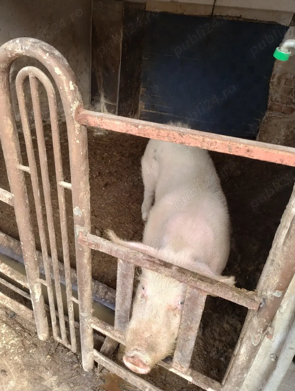 Vând vier, 1000 Ron.