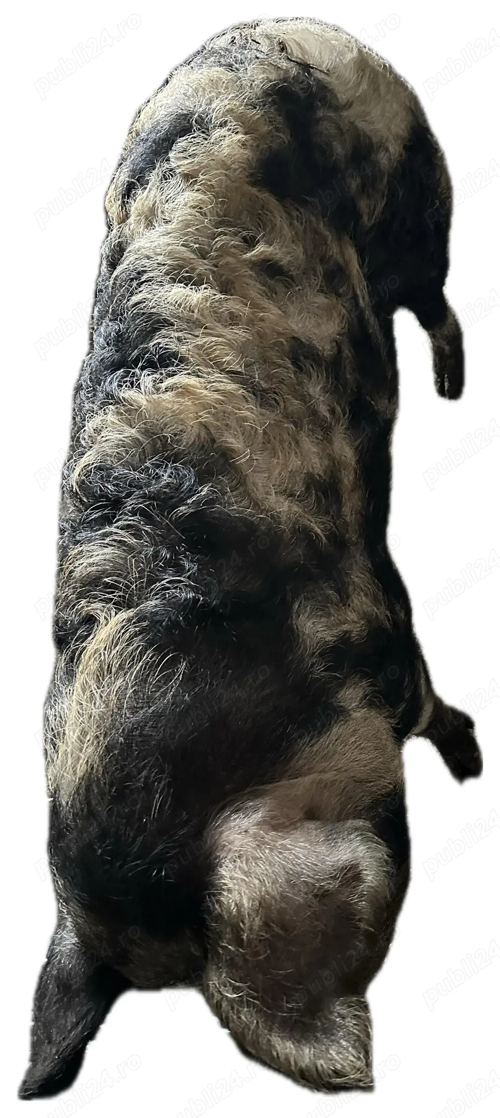 Scrofiță exemplară de reproducție. 