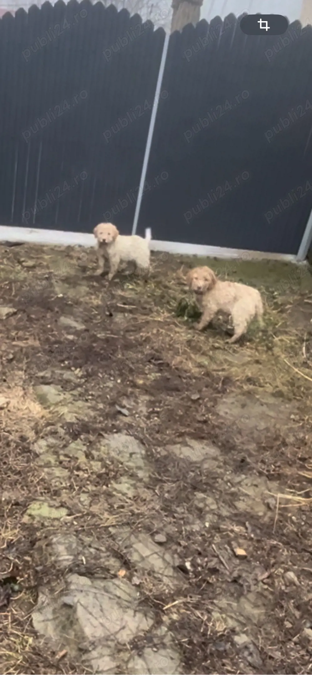 Lagotto Câini de trufe 