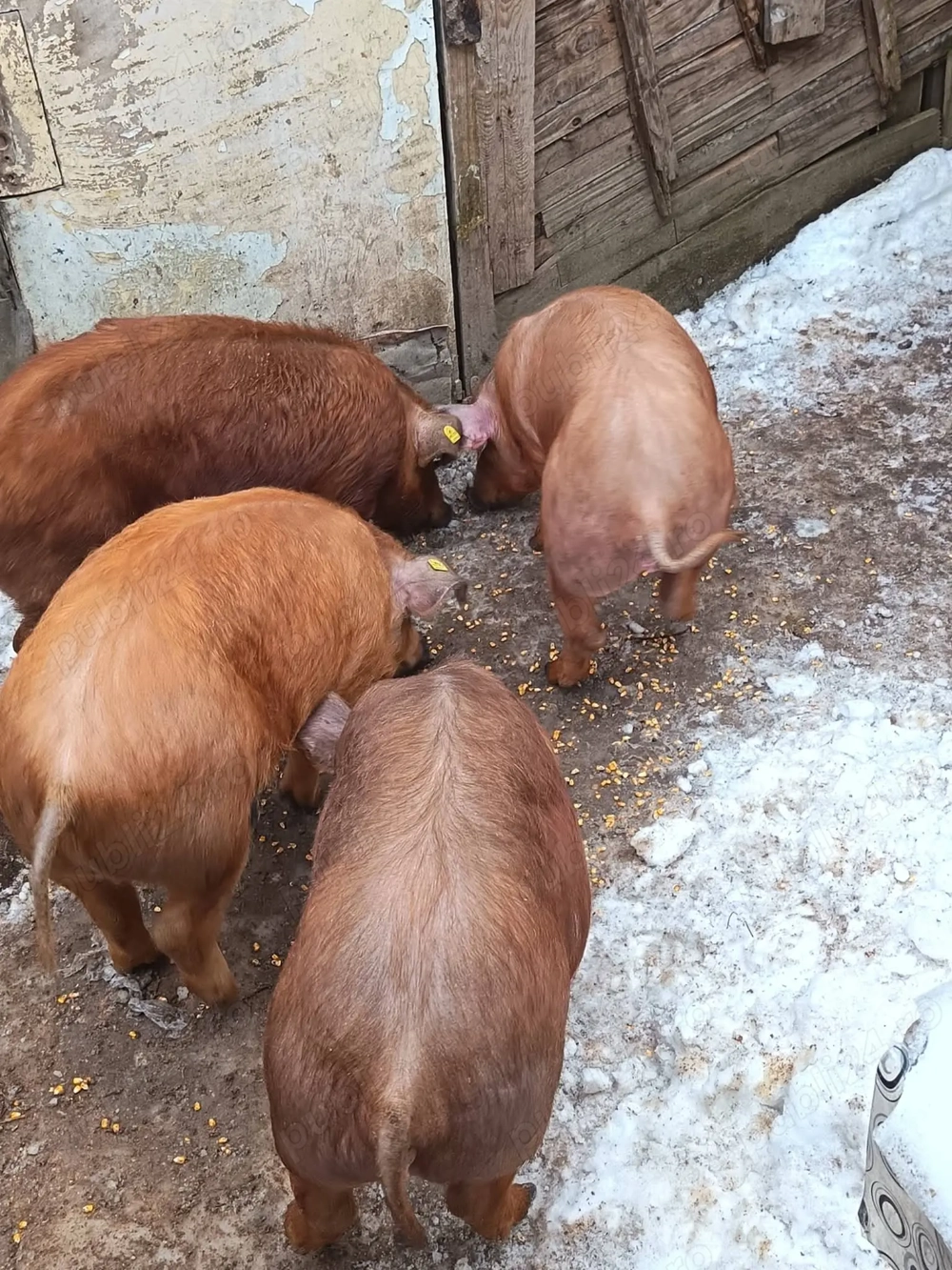 Vând porci 1000 lei negociabil 