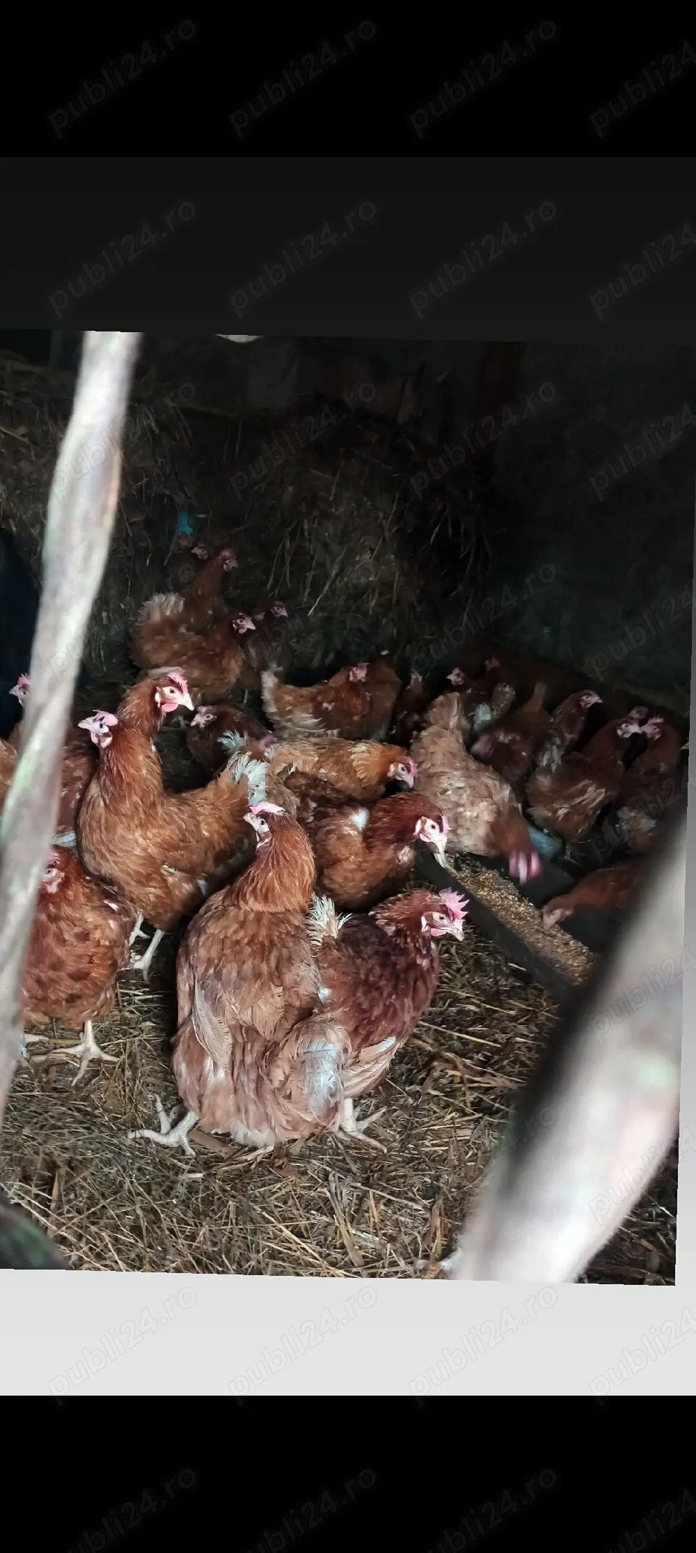 vand găini ouătoare 