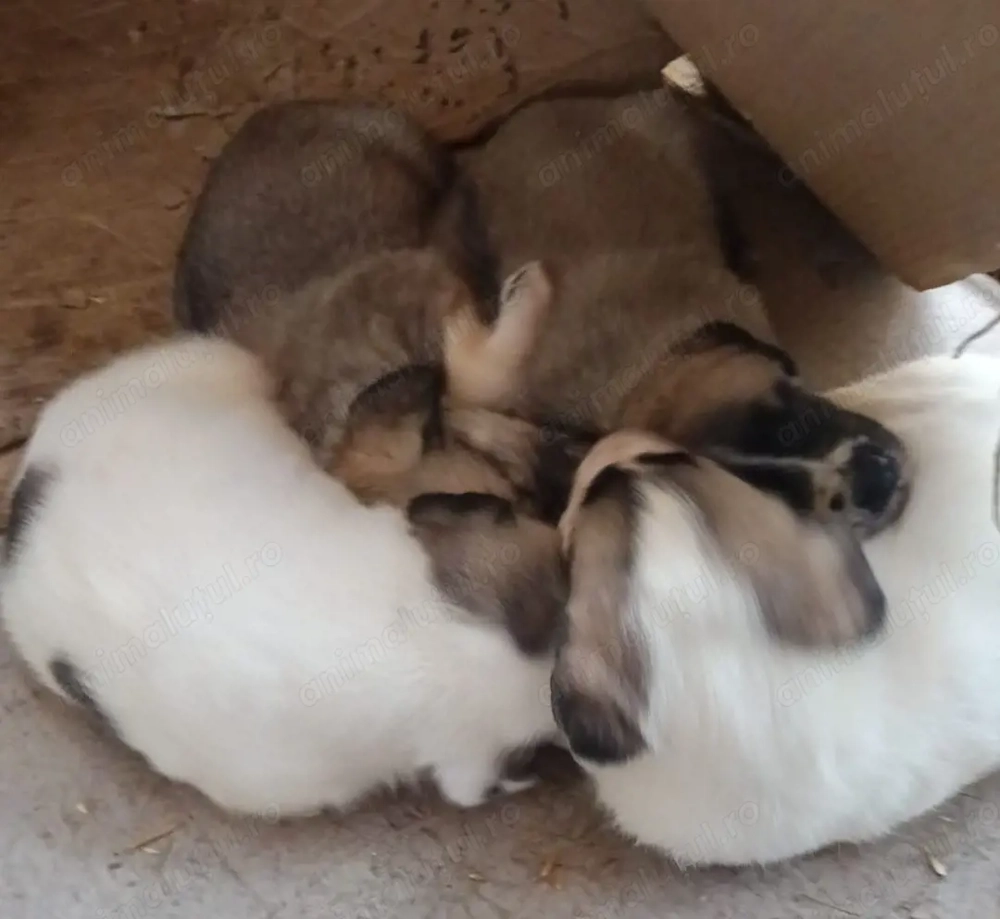 Vand pui ciobanesc Asia Centrala 1,5 luni femela 