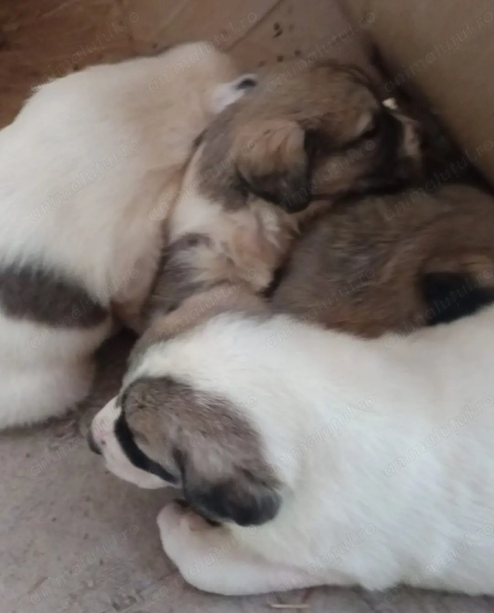 Vand pui ciobanesc Asia Centrală 