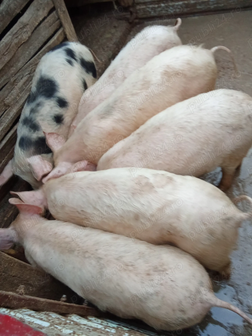 Vând porci buc cu 700 lei detalii la Nr 