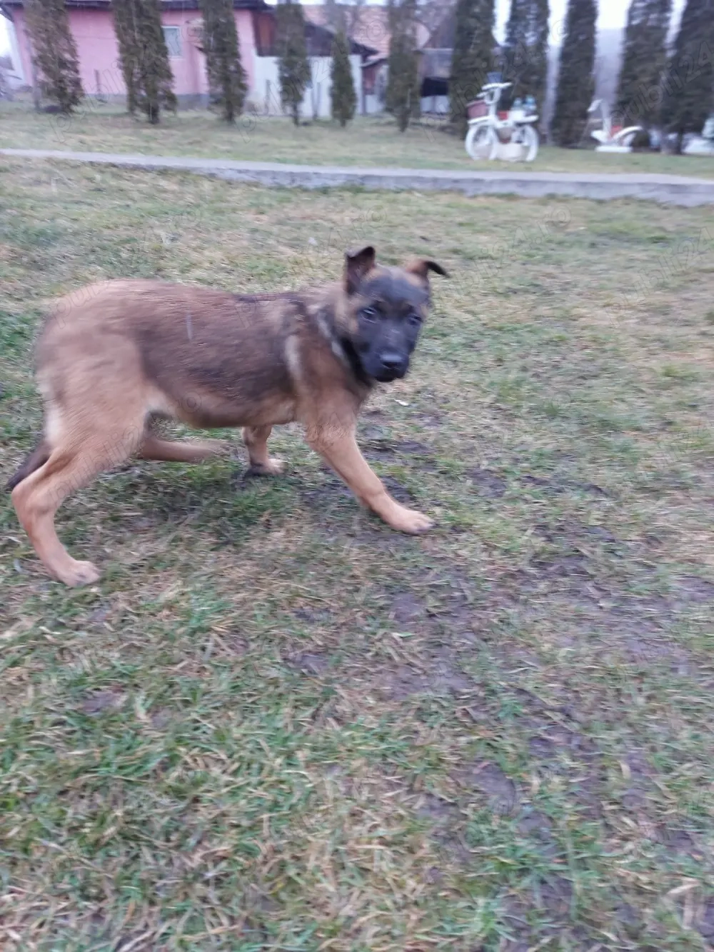 Catel ciobanesc belgian malinois