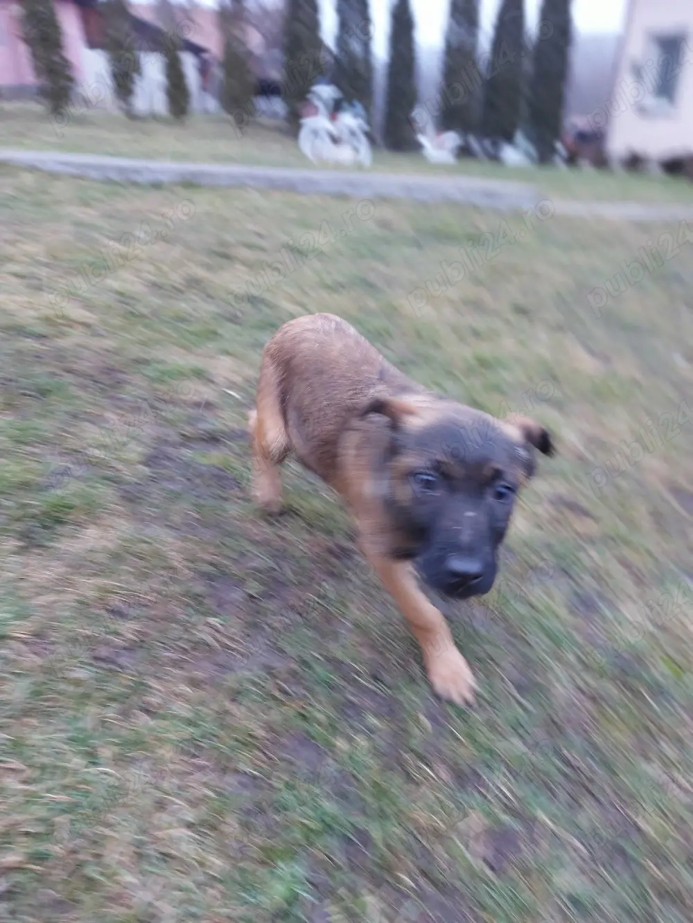 Catel ciobanesc belgian malinois