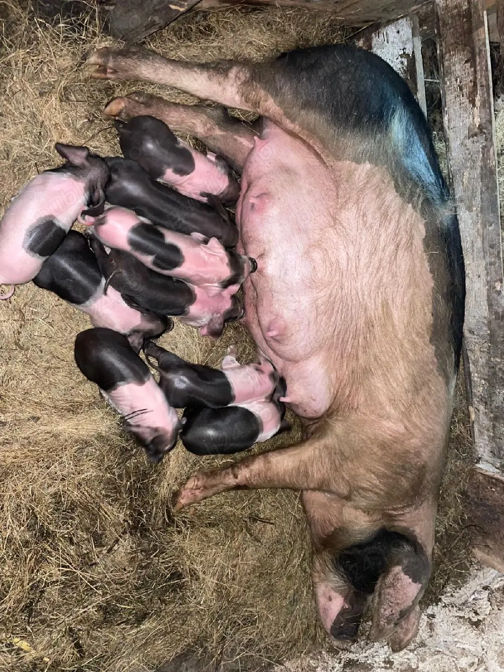 Vând scroafă cu purcei 