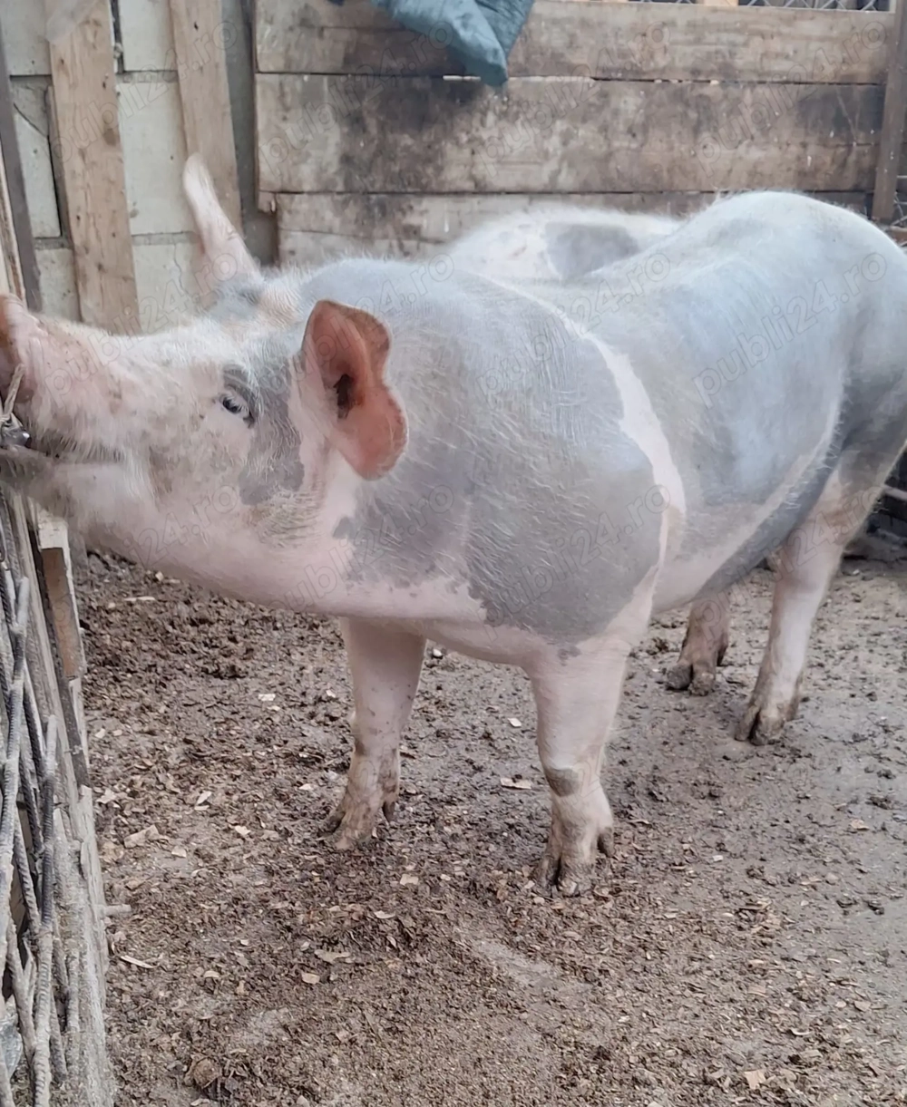 Porci de vanzare 70-100 kg