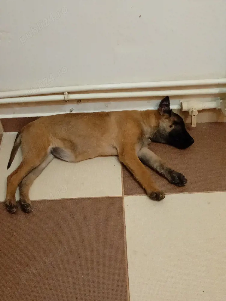 De dat belgian Mallinois 