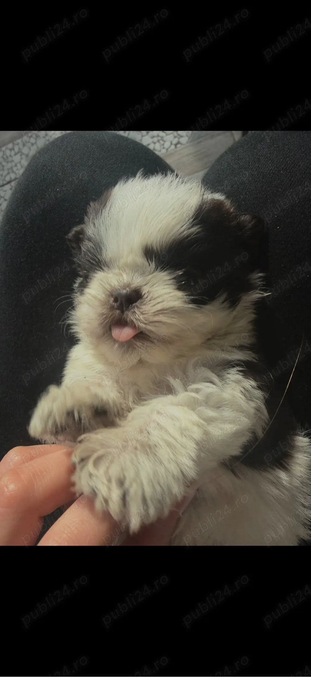 catelusi shih tzu