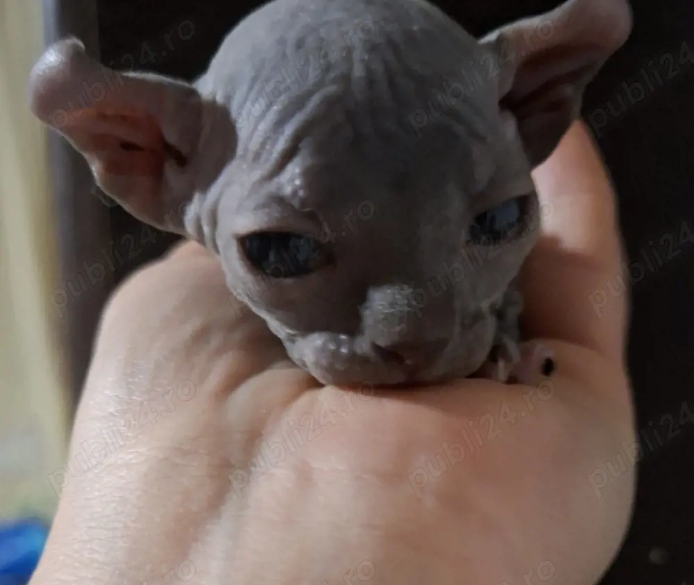 puiuti sphynx elf