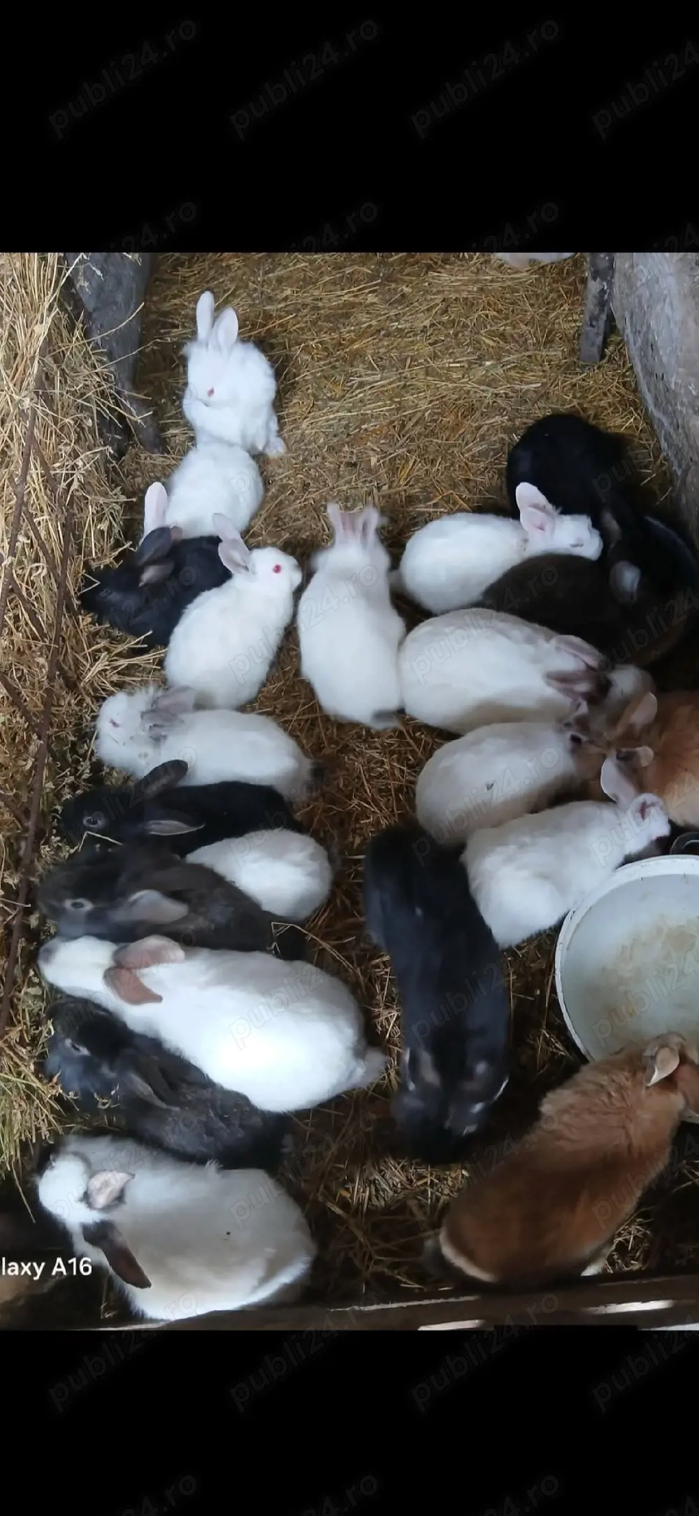 De vânzare puii de iepuri 