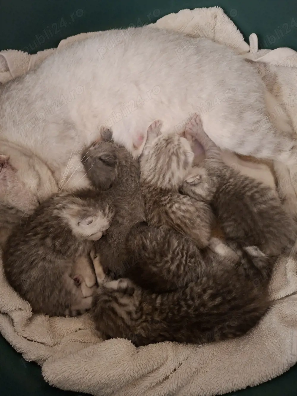 british silver toddy&chinchila