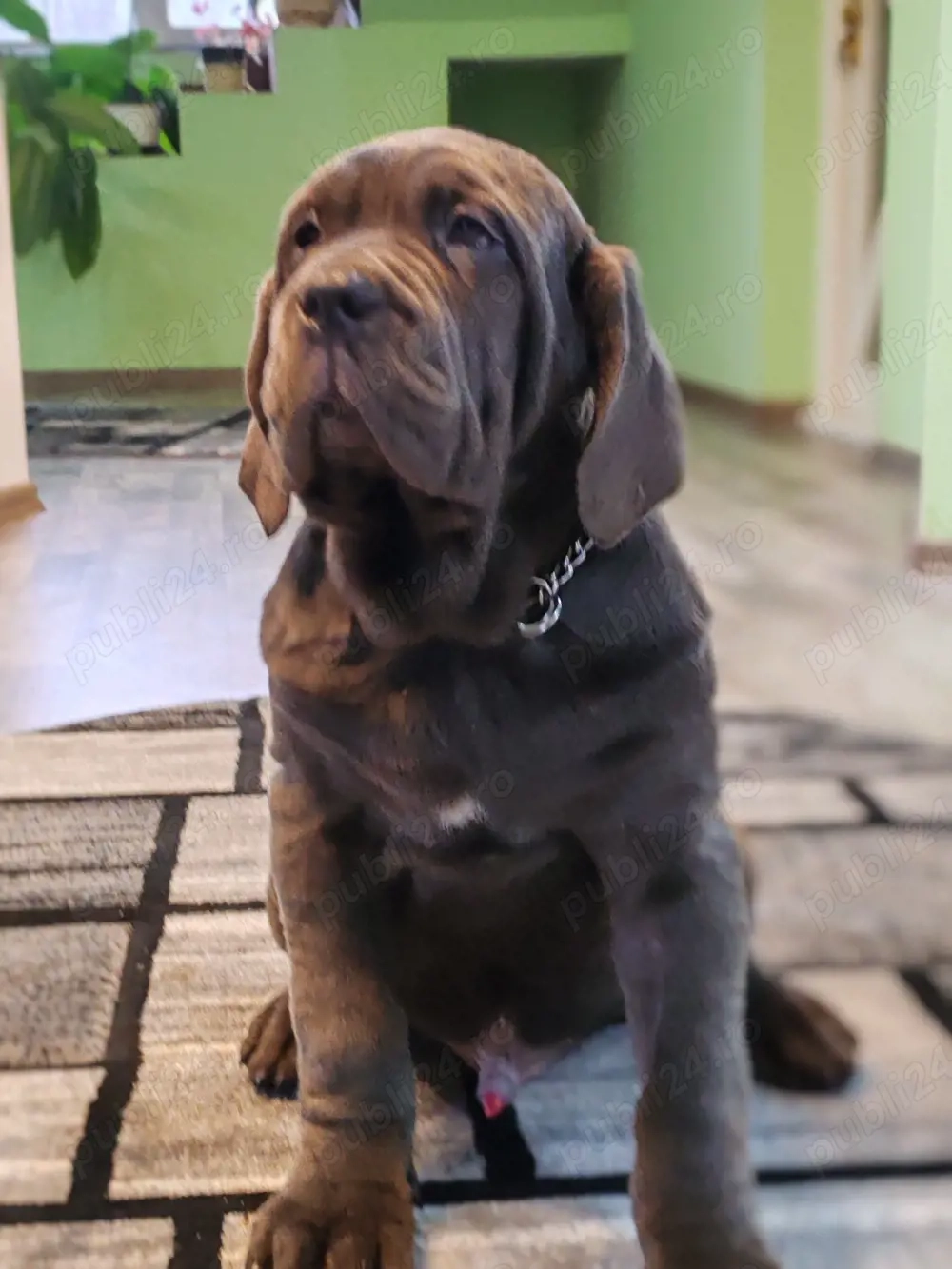 Mastin napolitano Disponibile 