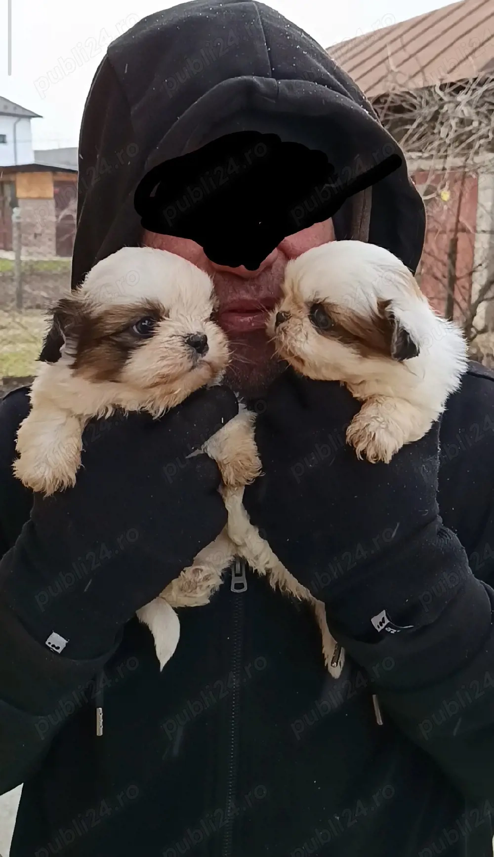 shih tzu rasa pura pedigree ajut cu transport in tara 