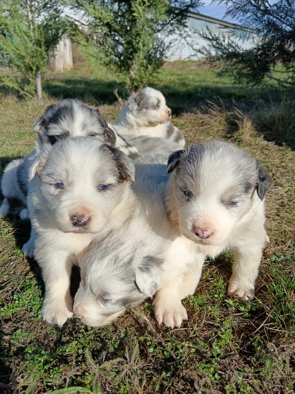 pui border collie cu pedigree 