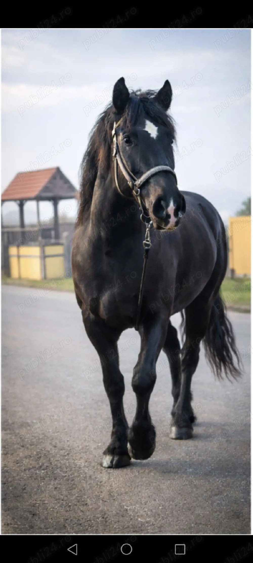 Harmasar de vânzare..