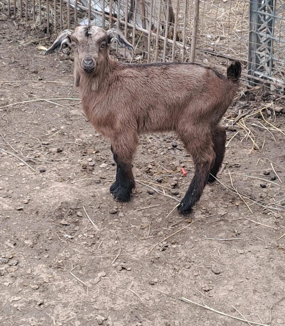 Țapișor anglonubian 