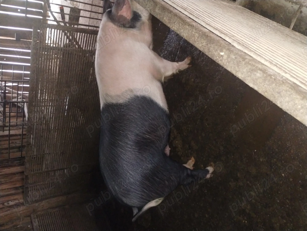 Vand porci de casă de 180 kg gospodărie proprie