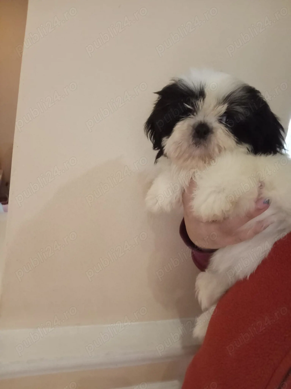 shih tzu pui