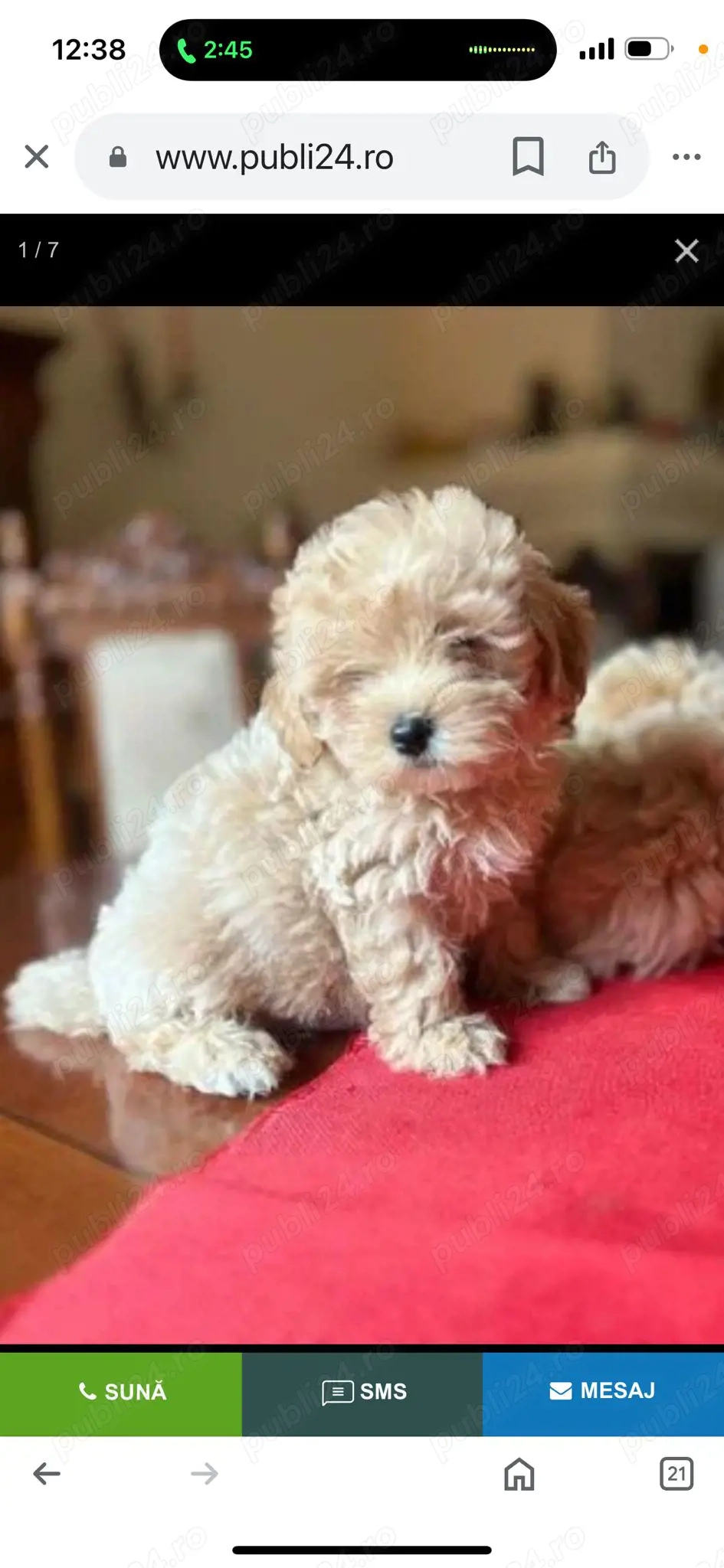 Pui Maltipoo 
