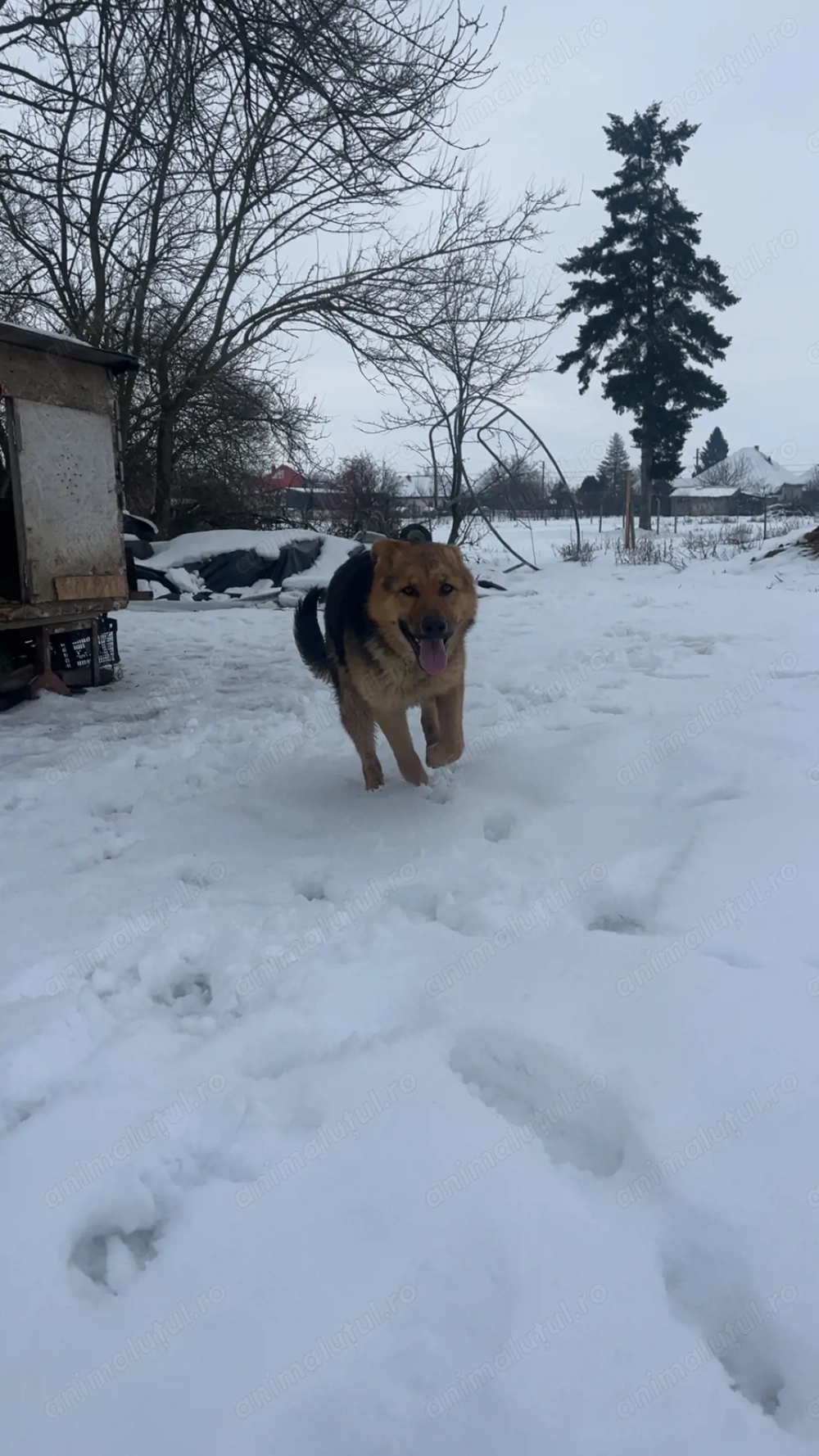 Vând cățea ciobănesc german 