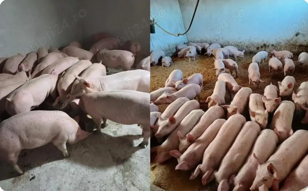 Vand purcei de carne 