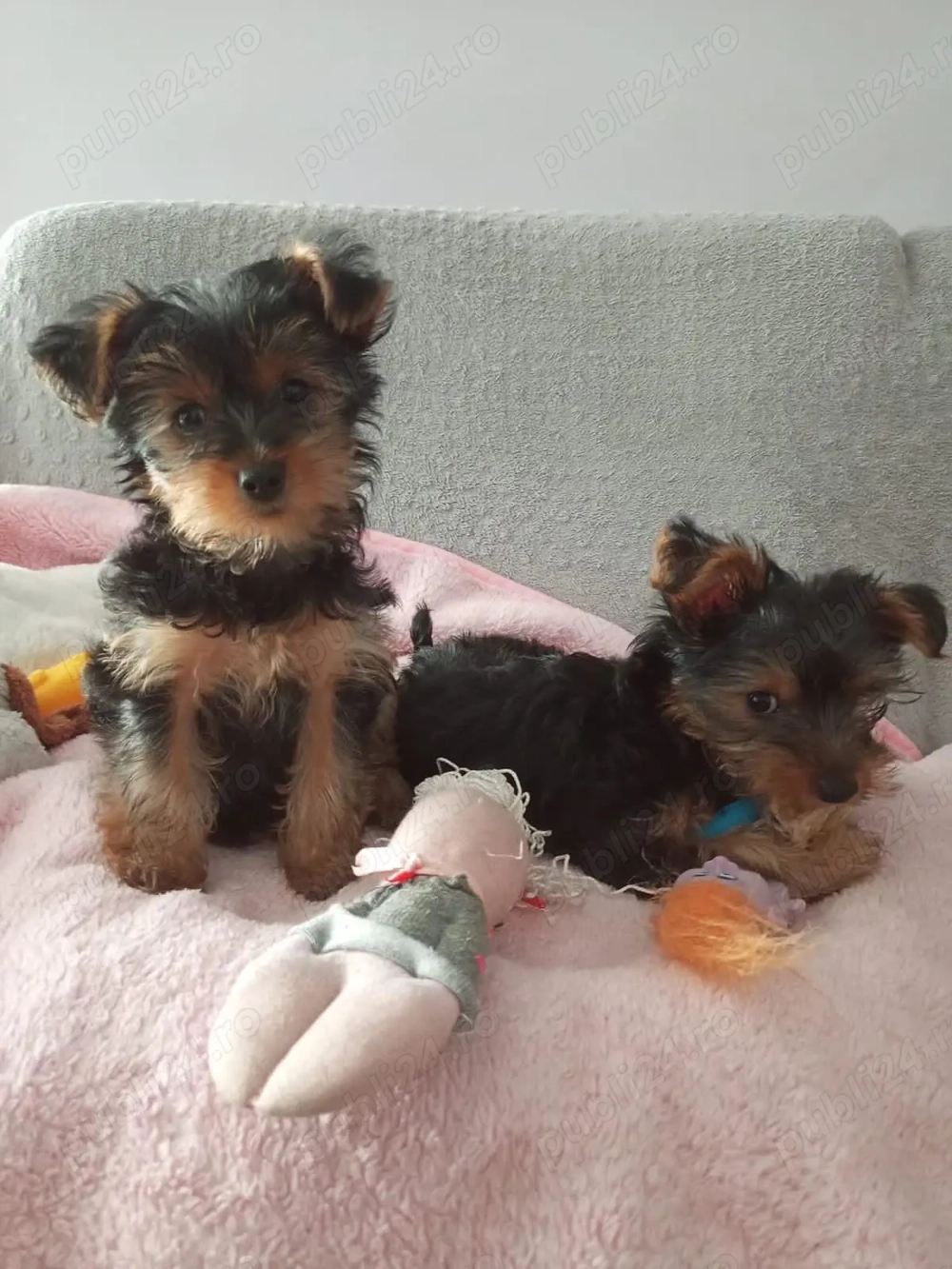 pui Yorkshire Terrier