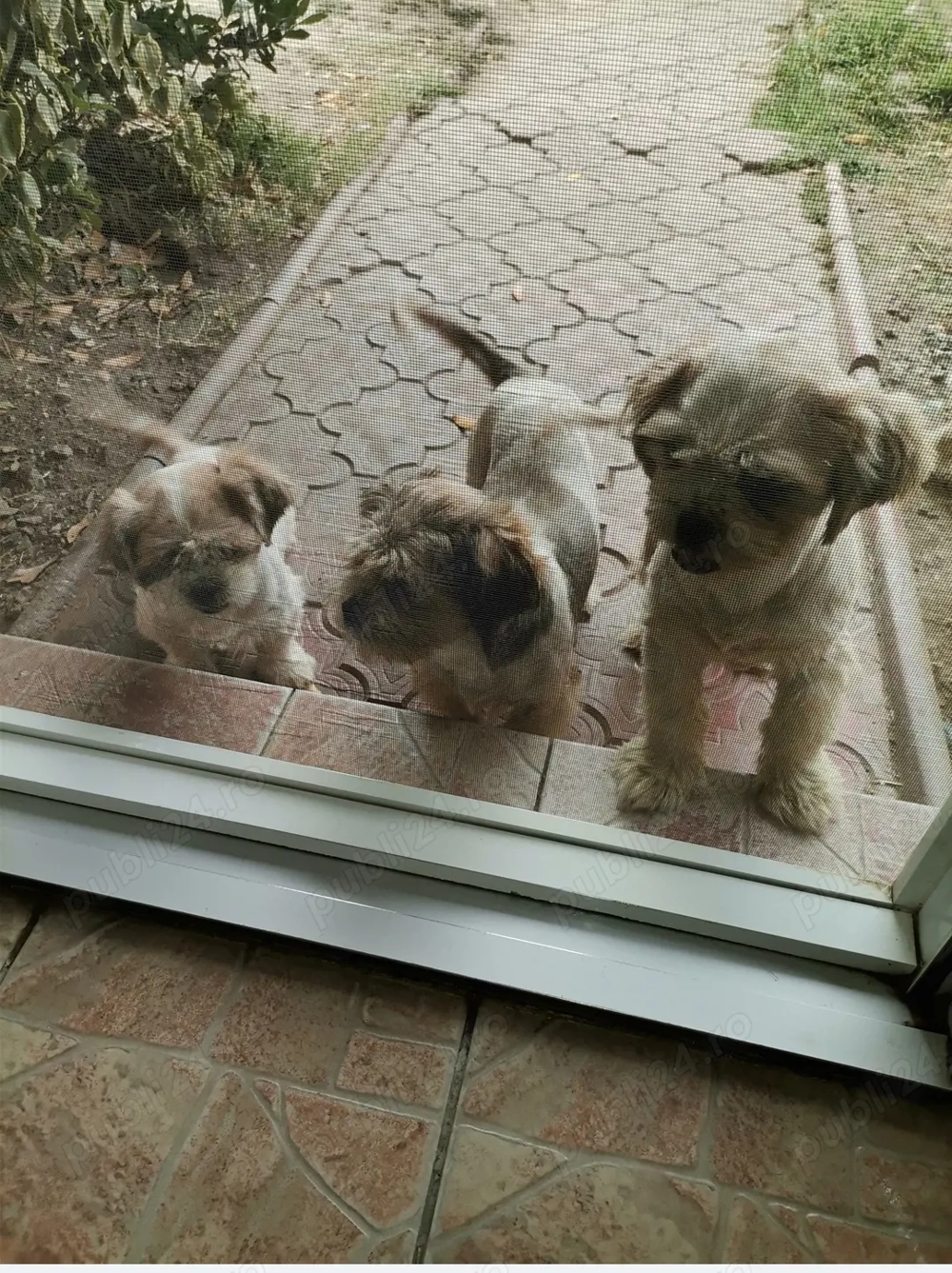 Vand catelusi rasa shitzu Pura 