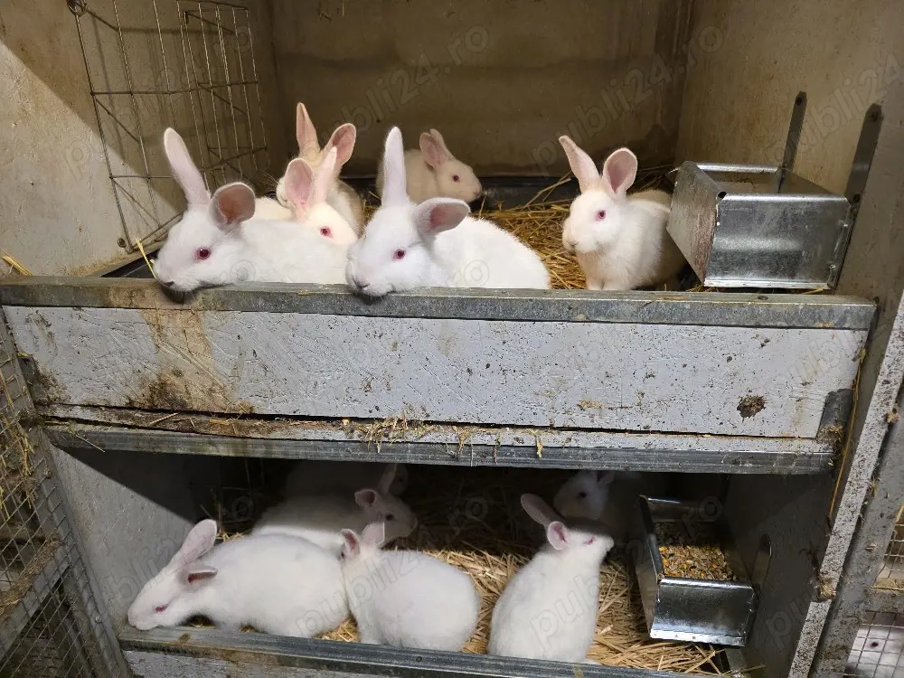 vând iepurasi si carne iepure