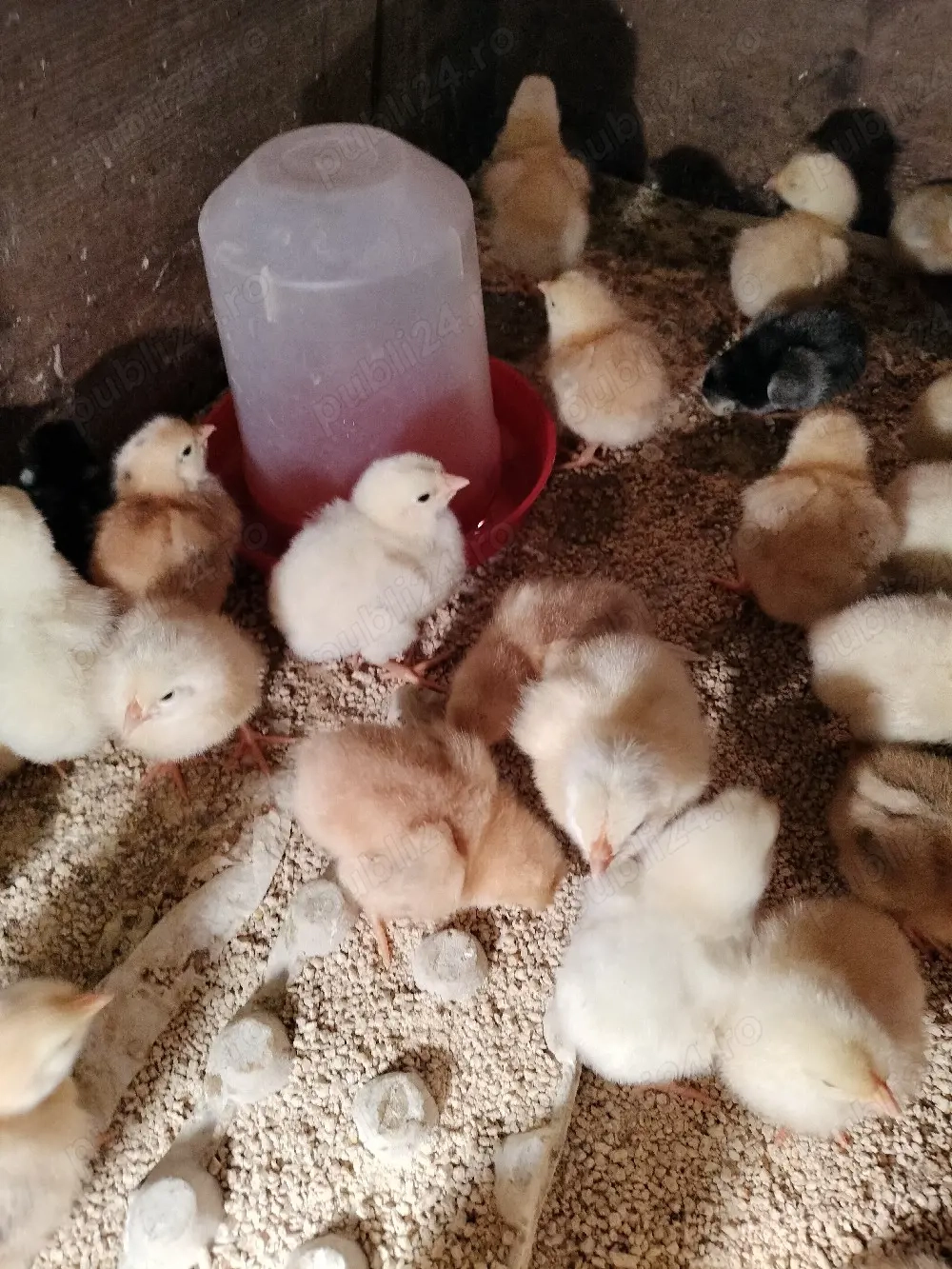 Pui gaina rasa mixta diferite varste