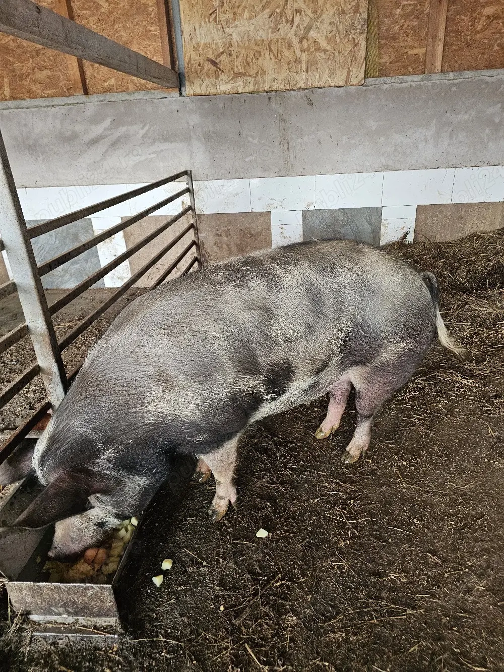 purcea de vanzare ,buna pt dat la vier.