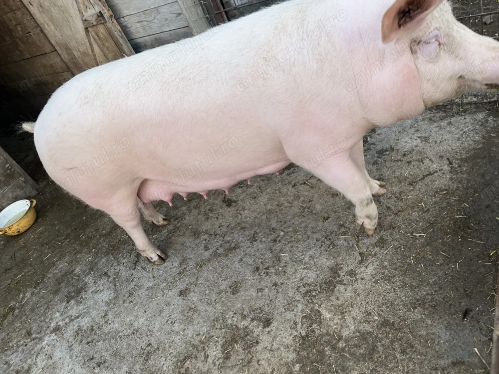 1 la a doua fătare foarte cuminte si 2 de trei luni 