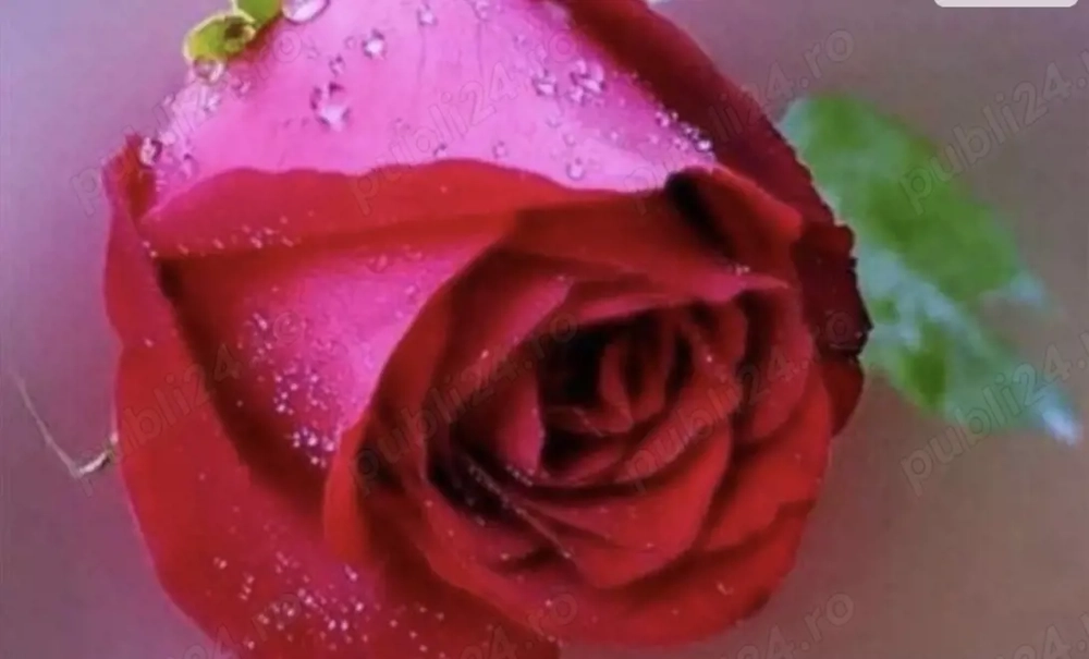 Avocat tânăr drăguț 