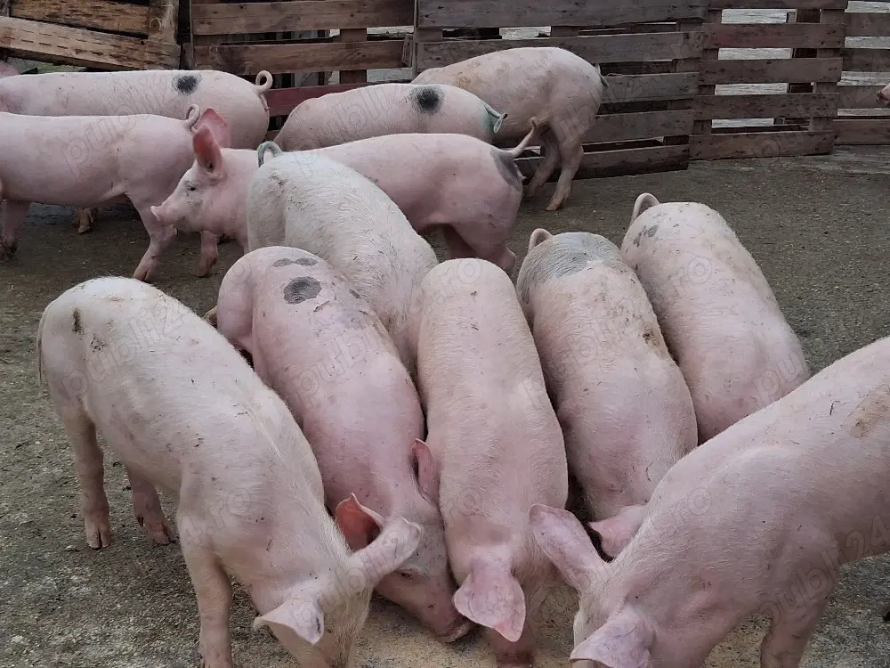 vând soldani 35-38 kg (masculi castraţi)