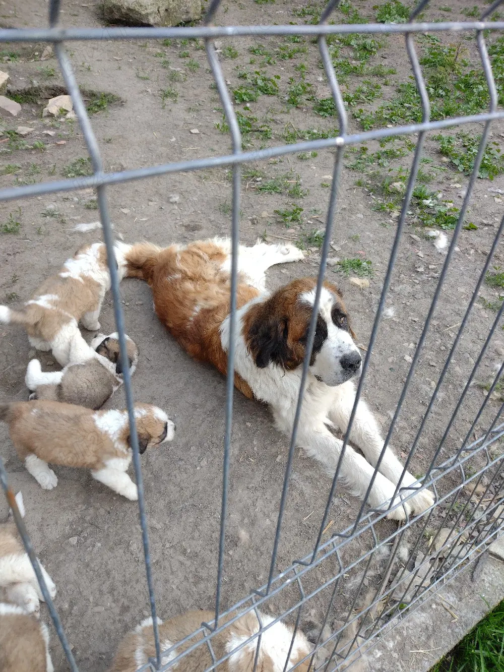 Donez urgent femelă Saint Bernard 