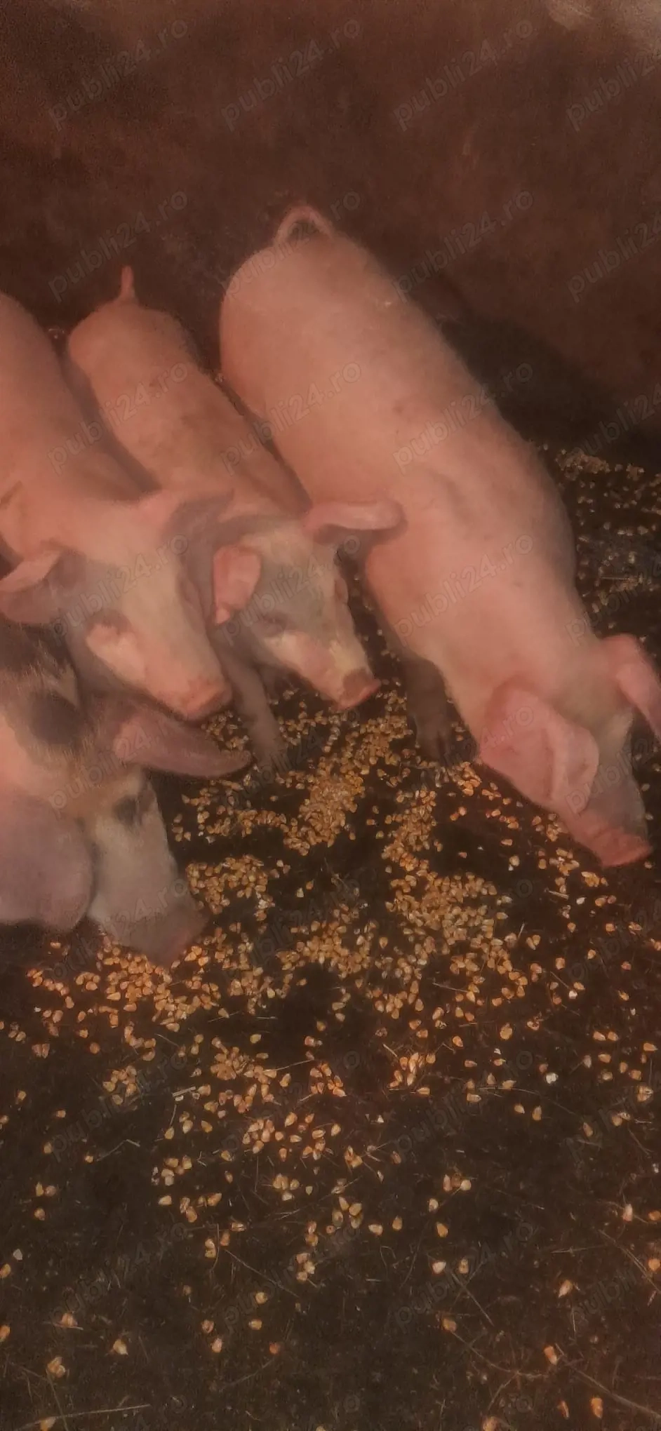 Vând purcei 12 saptamani