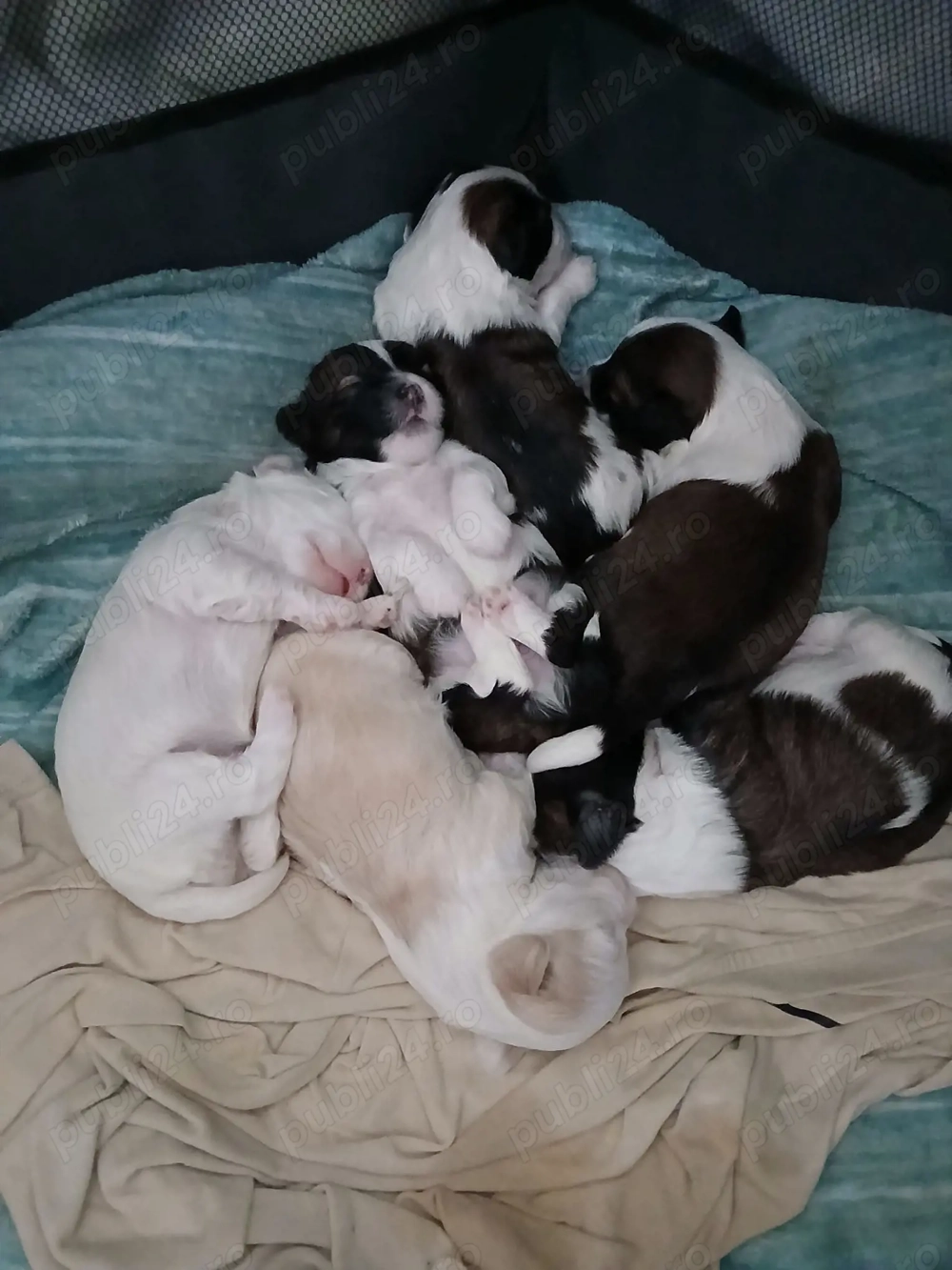 Vand bishon maltez!!