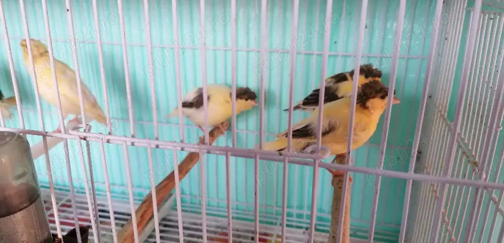 Canari pui și canari maturi. 