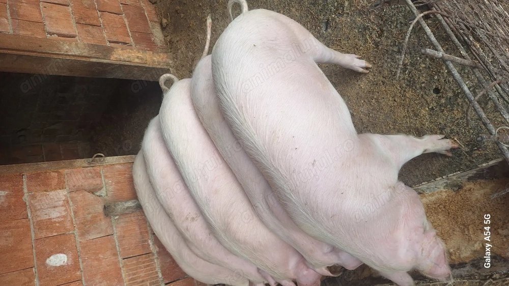 scrofita reproducție tn70 cu landras