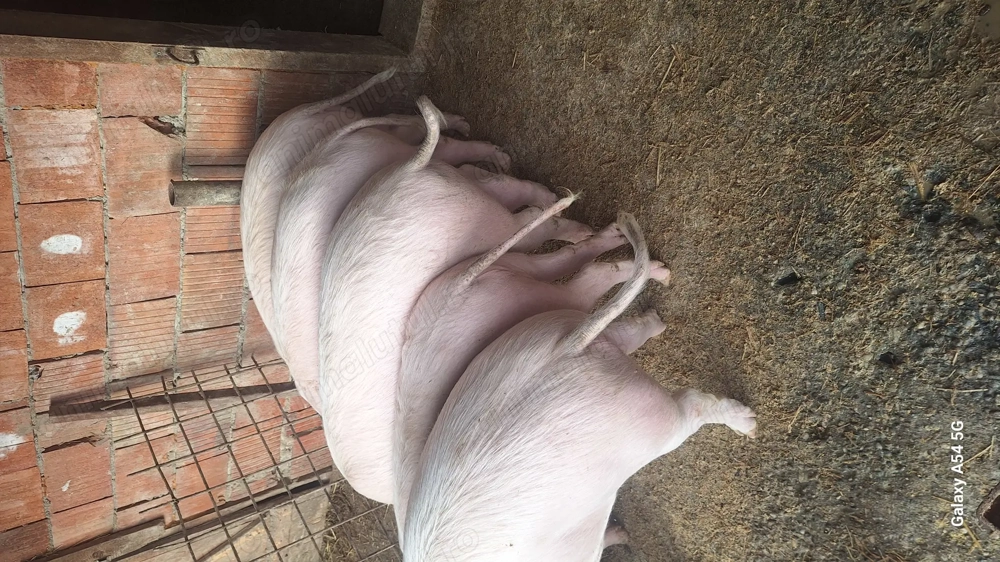 Vand porci landras 100 kg