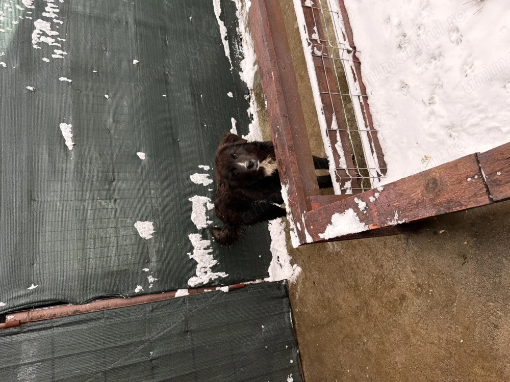 Femela ciobanesc corb