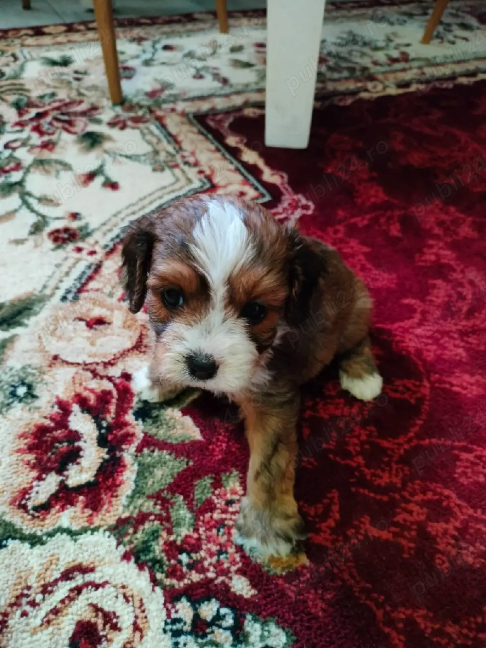 Cavapoo Fetita siBaeti disponibil