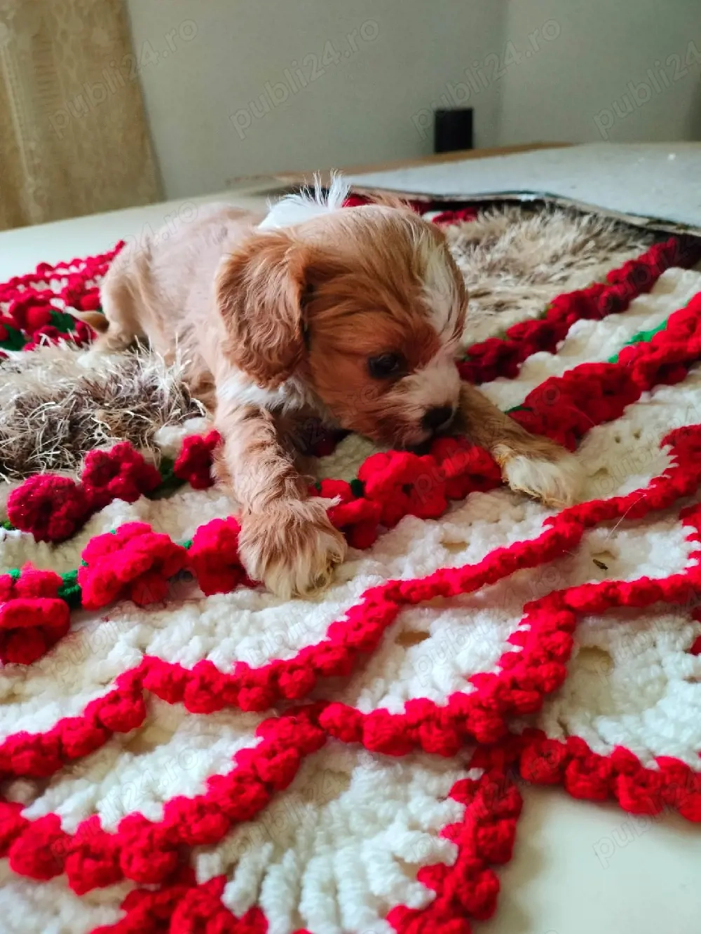 Cavapoo Baetel de vinzare